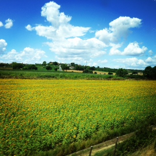 italy-is-a-field-of-beauitful-sunflowers